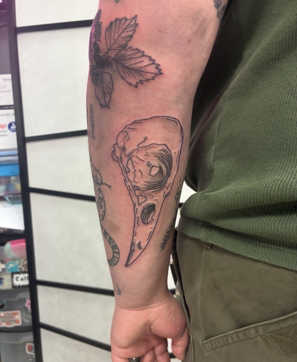Bird Skull